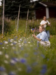 kaksi naista poimii kukkia kukkapellolla